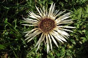 15 Carlina bianca (Carlina acaulis)